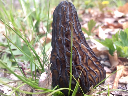 black morel