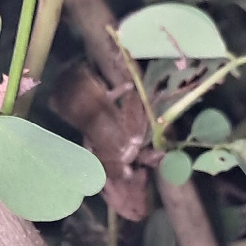 Chunam Tree Frog