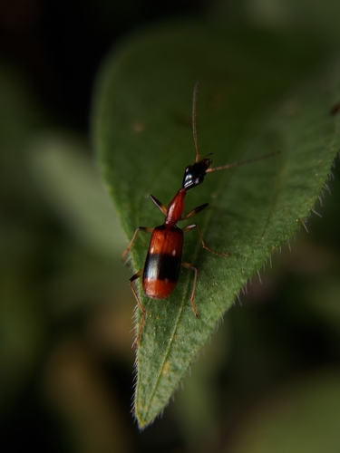 Ophionea indica