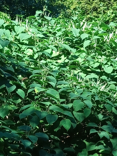 Japanese knotweed