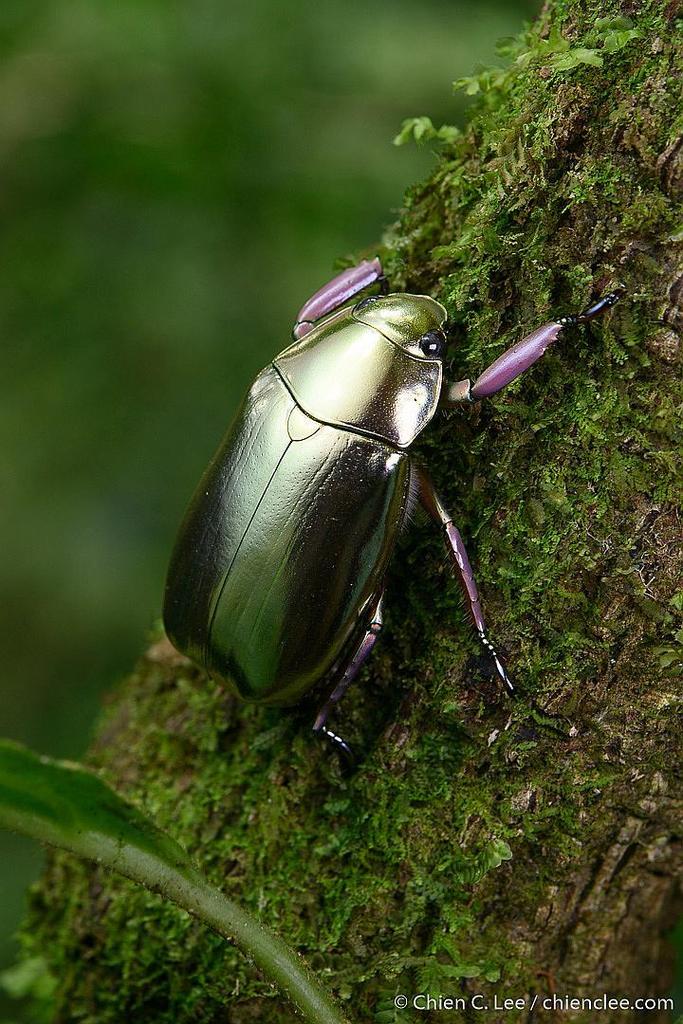 Jewel Scarabs (Genus Chrysina) · iNaturalist