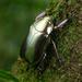 Escarabajos Gema - Photo (c) Chien Lee, todos los derechos reservados, subido por Chien Lee