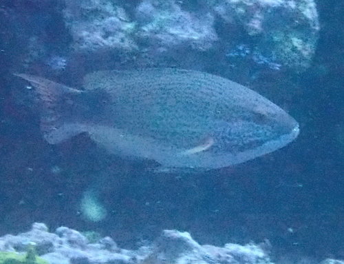 Bodianus busellatus · iNaturalist