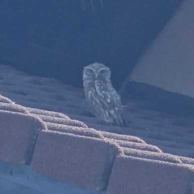 Little Owl