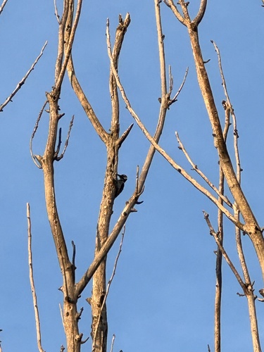 Great Spotted Woodpecker