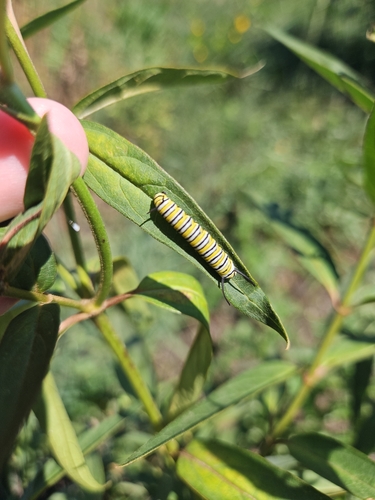 Monarch