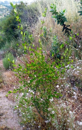 chaparral ash