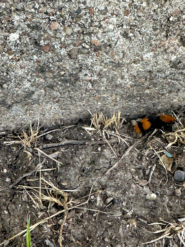 Common Eastern Velvet Ant