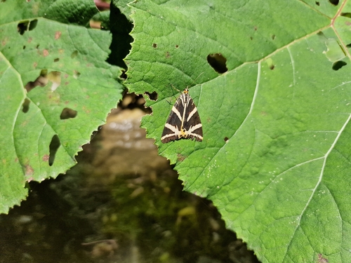 Jersey Tiger