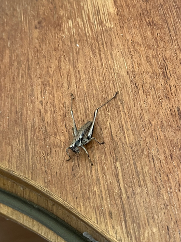 Dark Bush-cricket