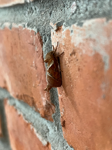 Orange Swift