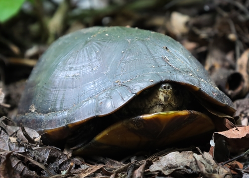 Mexican Mud Turtle (Kinosternon integrum)