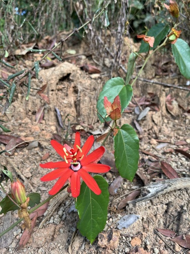Passiflora velutina