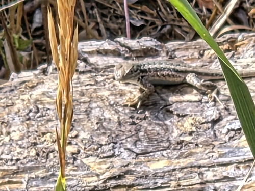 Common Sagebrush Lizard