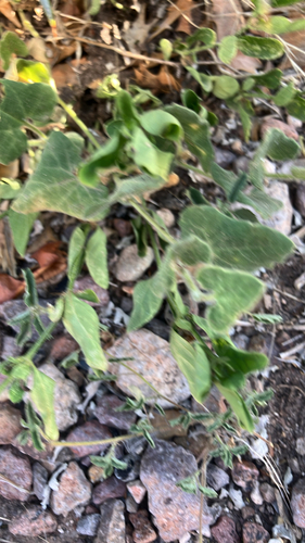 Wright's dutchman's pipe