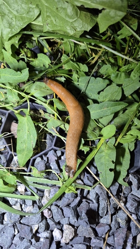 Spanish Slug