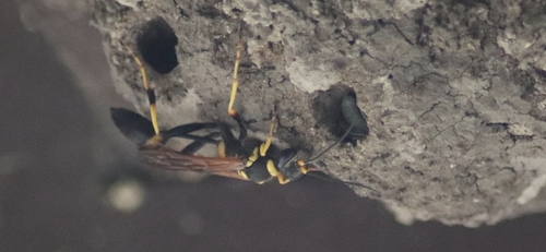 Yellow-legged Mud-dauber Wasp