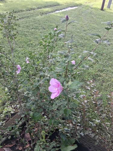 common hibiscus