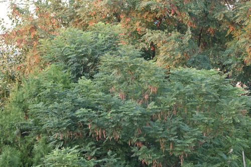 black locust