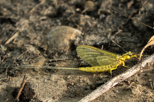 Giant Mayfly