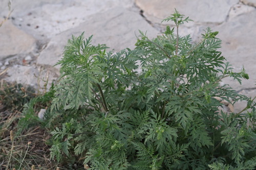 common ragweed