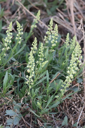 Wild Mignonette
