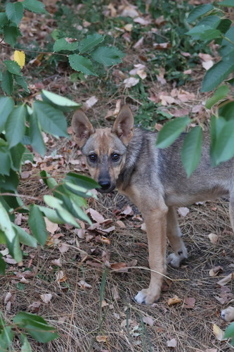 Domestic Dog