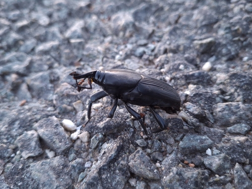 South American Palm Weevil