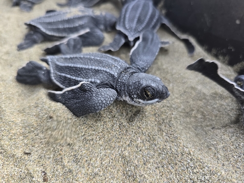Leatherback Sea Turtle (Dermochelys coriacea)