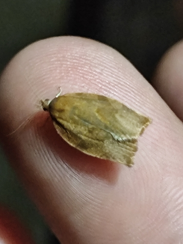 Dark Fruit-tree Tortrix