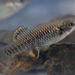 Needle Toothcarp - Photo (c) Siegfried Baesler, all rights reserved, uploaded by Siegfried Baesler