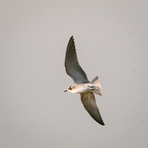 American Black Tern