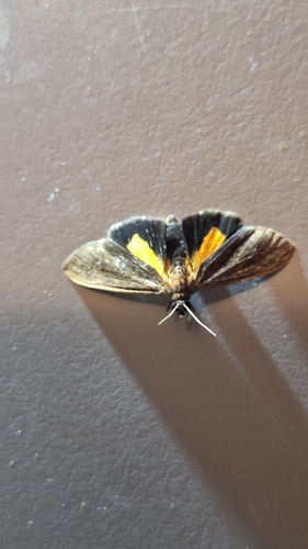 Virbia medarda