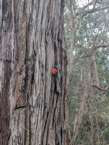 Scarlet Robin