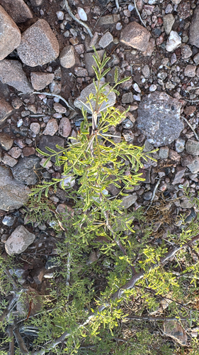 whitethorn acacia