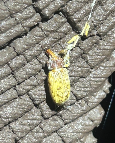 Rhinostomus frontalis