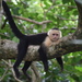 Central American White-faced Capuchin - Photo (c) Sam, all rights reserved, uploaded by Sam