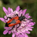 Heart Longhorn Beetle - Photo (c) Raniero Panfili, all rights reserved, uploaded by Raniero Panfili