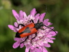 Heart Longhorn Beetle - Photo (c) Raniero Panfili, all rights reserved, uploaded by Raniero Panfili
