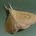 Hyalobathra crenulata - Photo (c) the_myall_mob, όλα τα δικαιώματα διατηρούνται