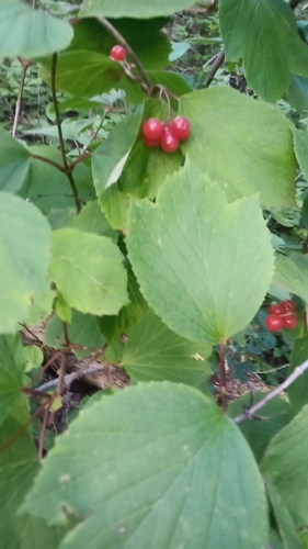 squashberry
