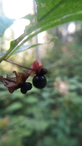 twinberry honeysuckle