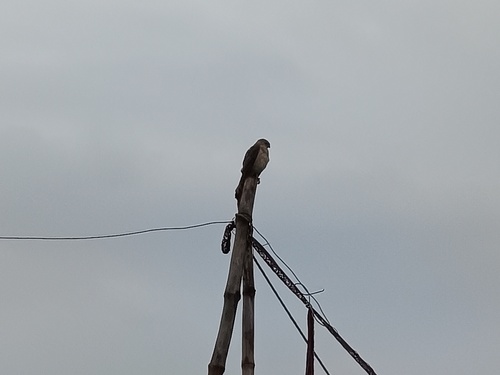 Indian shikra