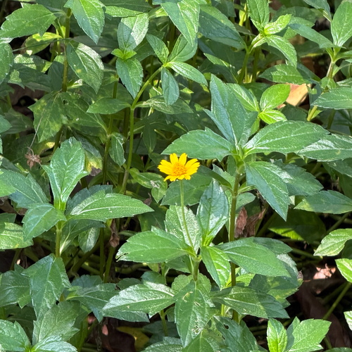 Trailing Daisy
