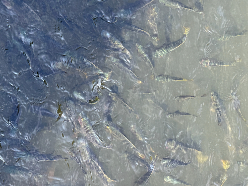 Redbelly Tilapia