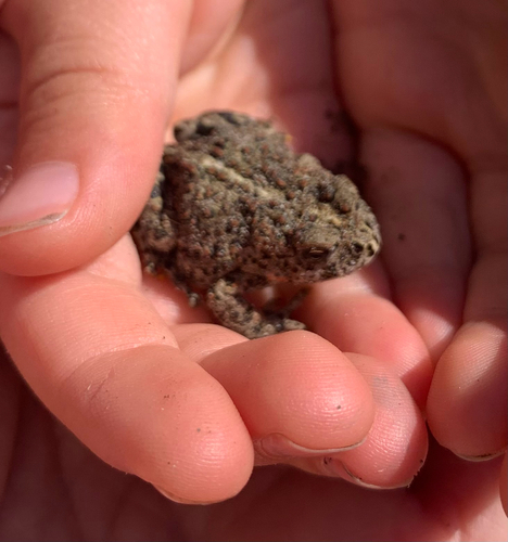 Western Toad