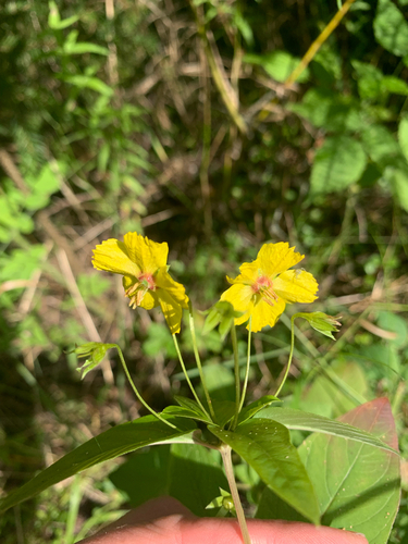 fringed loosestrife