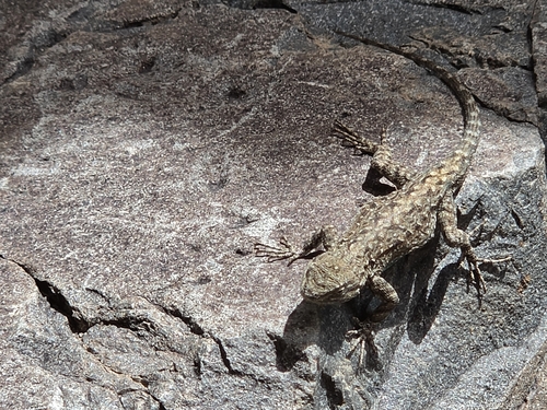 Ornate Tree Lizard