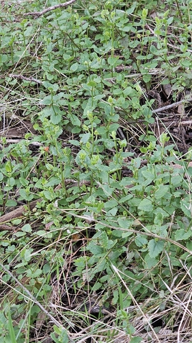 Broad-leaf Raspwort