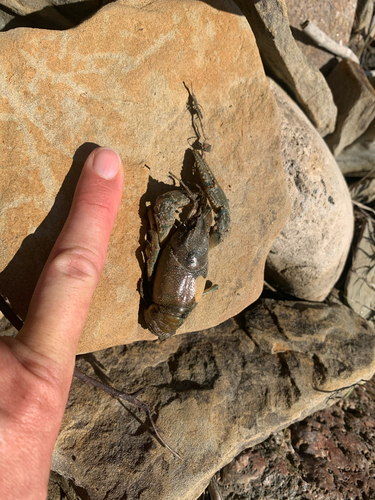 Virile Crayfish